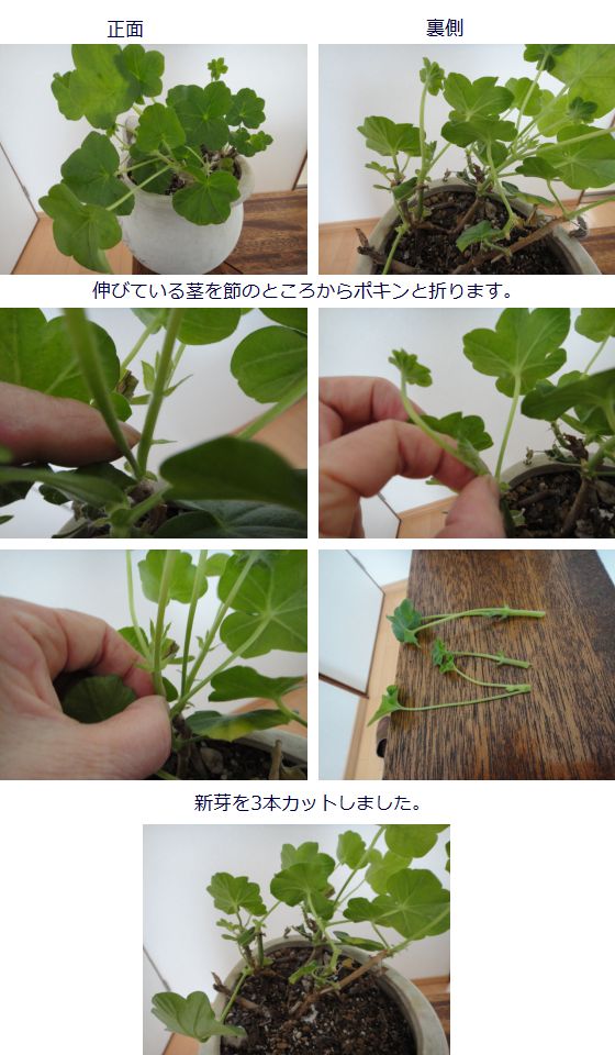 ゼラニウムのソフトピンチ