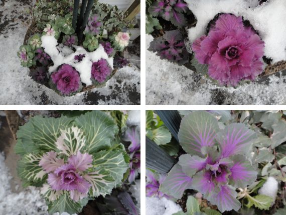 戸外（日陰）の葉ボタン