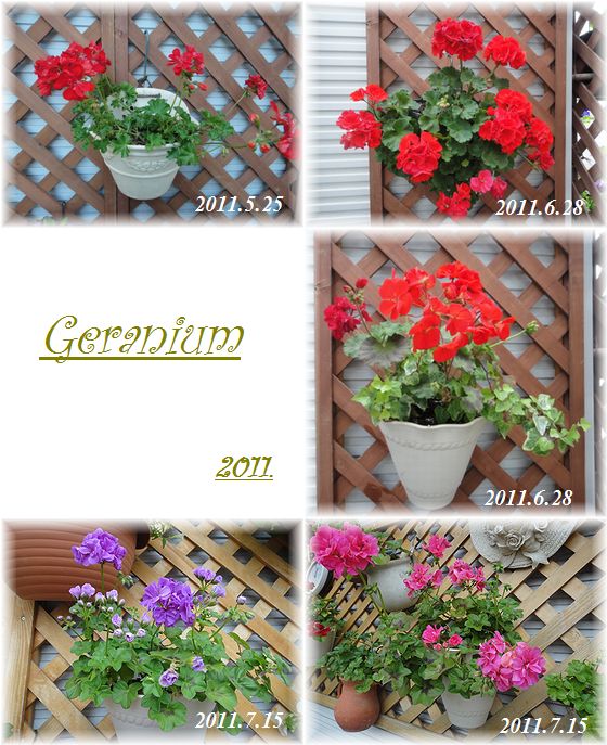 今年咲いてくれたゼラニウム
