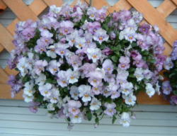 F1ビビ ピンクシェード