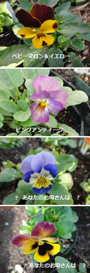 本日の開花ビオラ