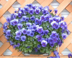 フルーナ　ライトブルー