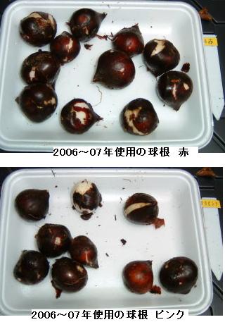 2006,2007年の2年間、鉢植えで咲いたチューリップの球根