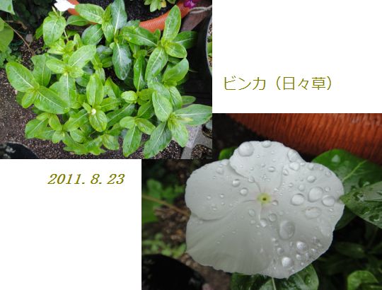 ビンカ