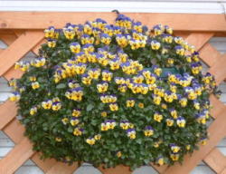 F1ベビーブルー＆イエロー