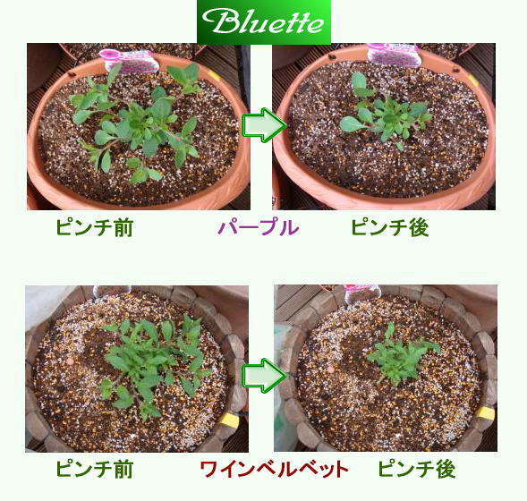 ブリエッタのピンチ