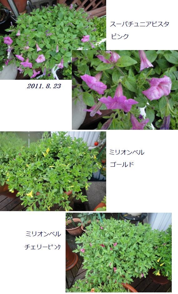 雨に濡れた再デビュー間近のお花