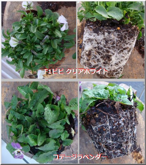 ビオラの株と根の様子