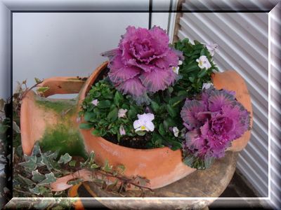葉ボタンとビオラの寄せ植え　1
