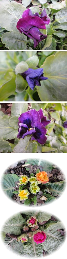 不織布トンネルの中でのパンジーとプリムラ