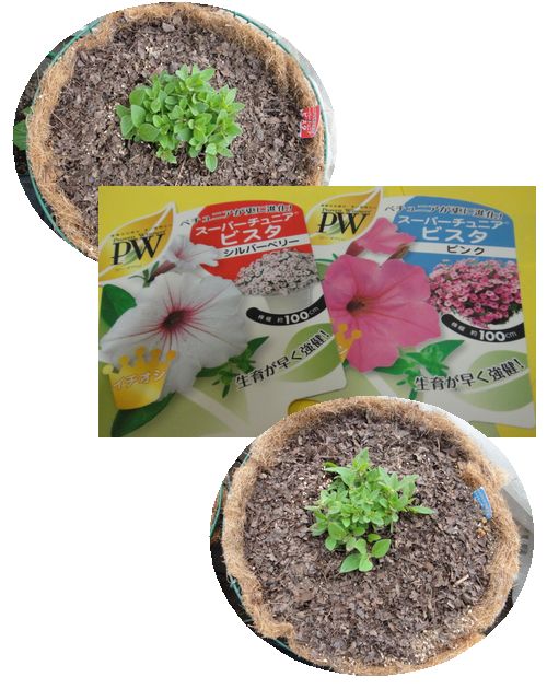 スーパーチュニア