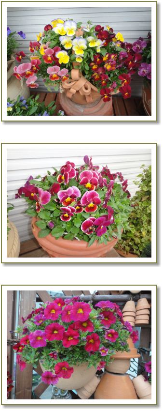 虹色スミレと実生カリブラコア