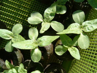 タネまきから20日後のひまわり(小夏)