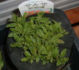 パルクロス(マルチ材)を使ったペチュニアの苗