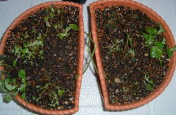 ベコニア枯れていきます