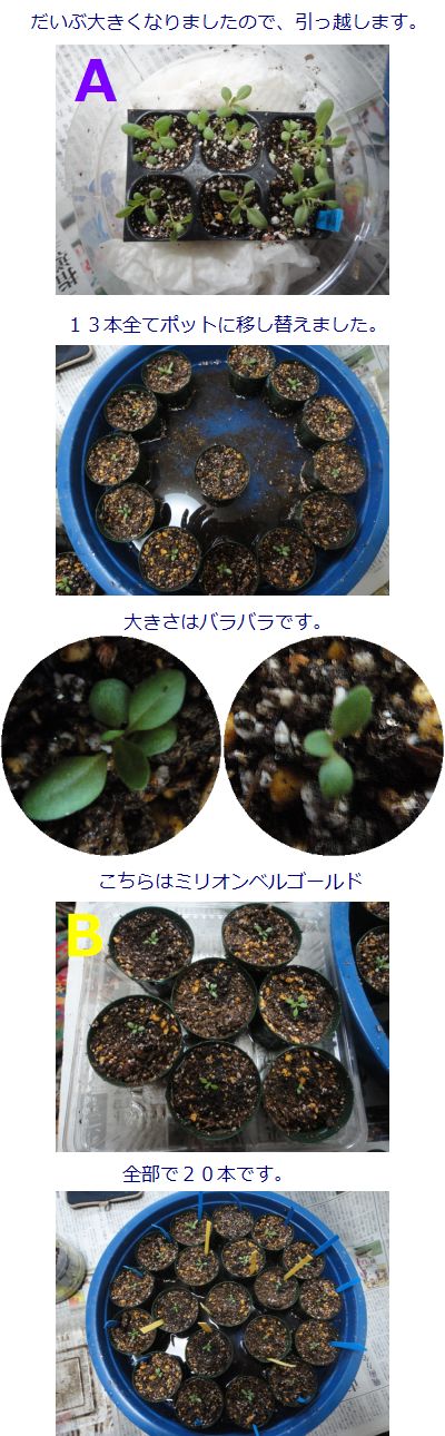 自家交配第2号の幼苗のポット上げ