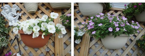 10月のマイガーデンのカリブラコアとペチュニア