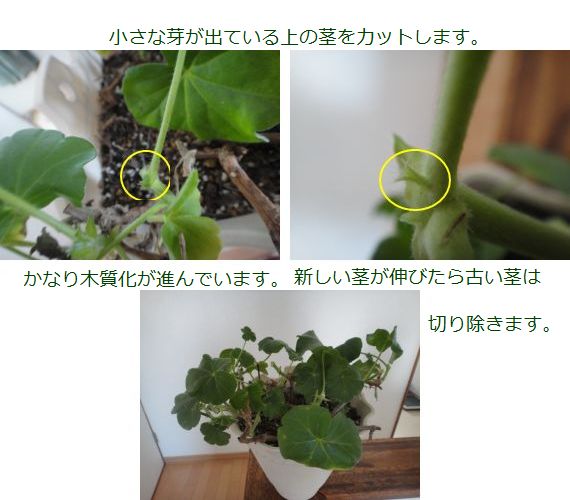 アイビーゼラニウムのピンチ