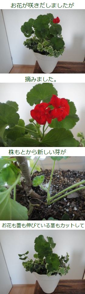 お花も摘んでしまいます。