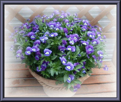 F1ビビ　ブルーフェイス