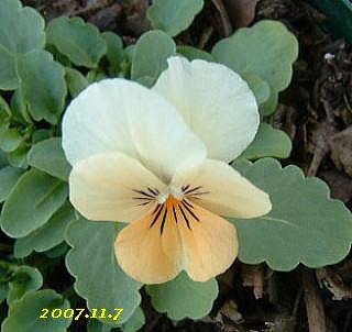 ソルベオレンジ 11.7