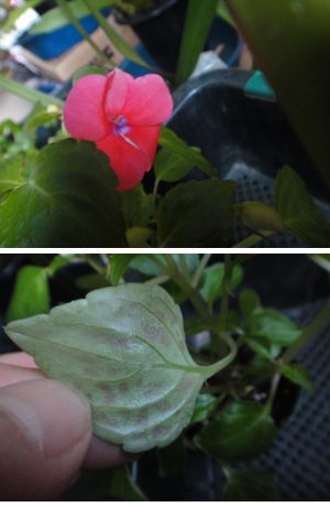 「エクストリームディープサーモン」(タキイ)