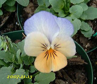 ソルベオレンジ 11.13