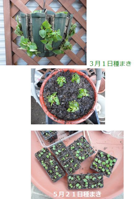 実生インパチェンスの定植