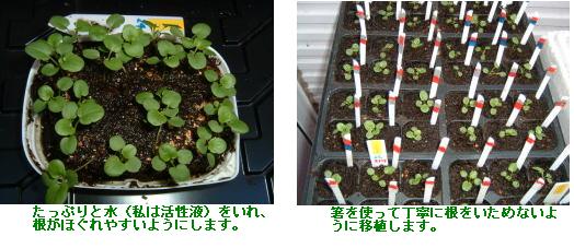 第一回目の移植