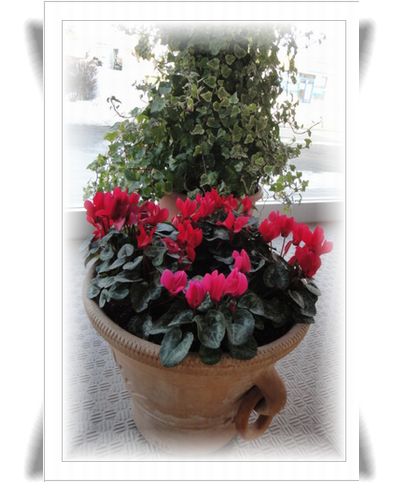 ガーデンシクラメン　レッド