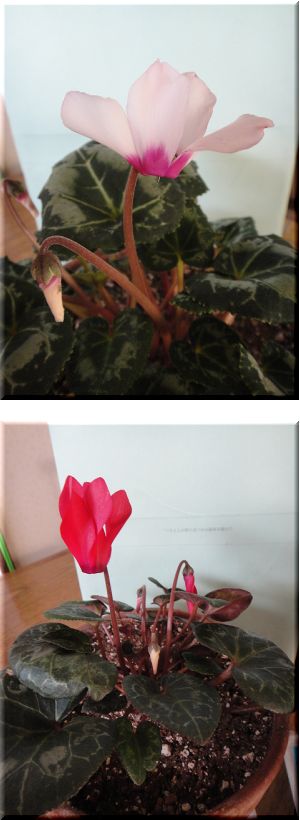 夏越しのガーデンシクラメンが咲きだしました。