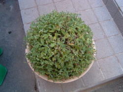 切り戻したブルーデージー