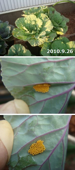 モンシロチョウの卵