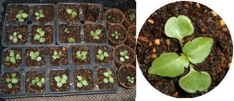 ４月１５日に種まきしたインパチェンス