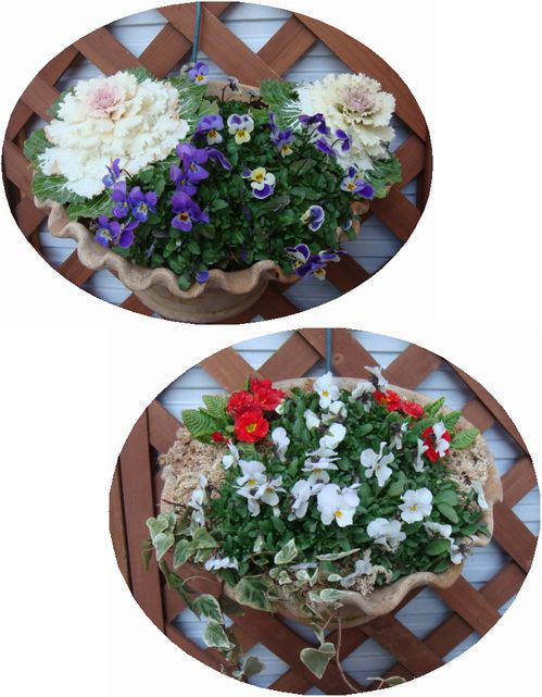 ビオラと葉ボタン、プリムラの寄せ植え