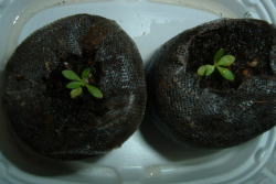 アリッサムの芽の移植