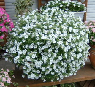 ブリエッタ　ホワイト