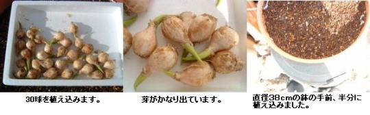 ムスカリの球根