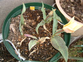 病気のチューリップ（フォーエリーゼ）