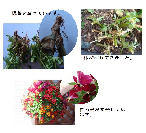 肥料過多の弊害