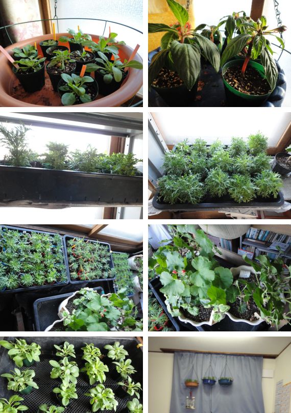 冬越し苗の様子