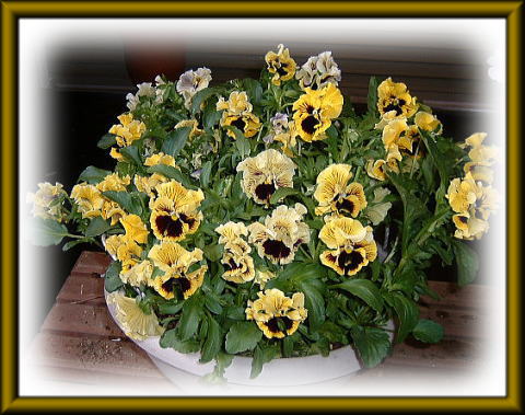 パンジーオルキーイエロー