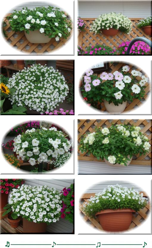 ホワイト系のペチュニア