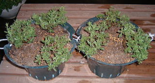 ミリオンベル（シフォンブルー）