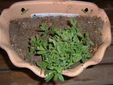 ミリオンベルイエロー