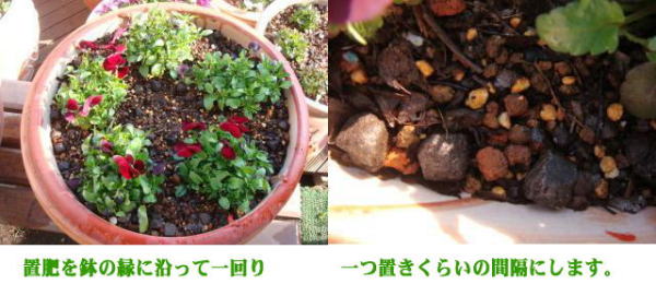 ビオラに追肥