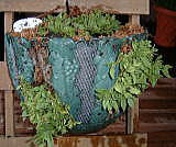 タキイペチュニア（サルサレッド）