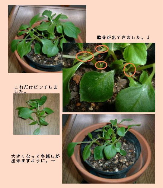 カリフォルニアローズのピンチ