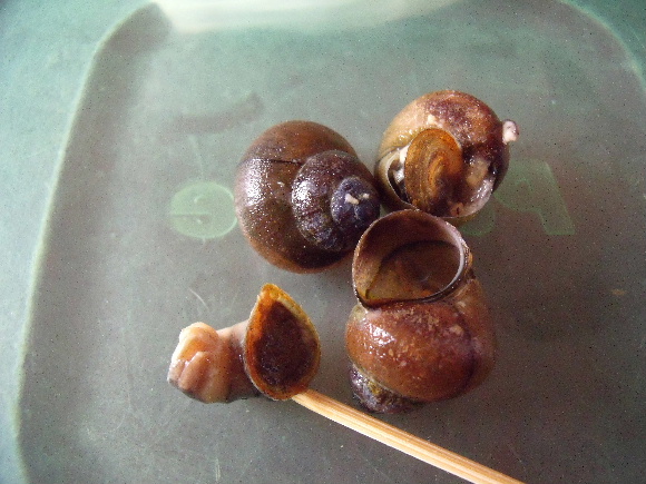 タニシの味噌煮