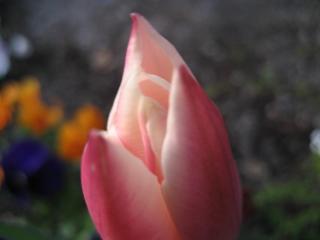 IMG_4299.JPG
